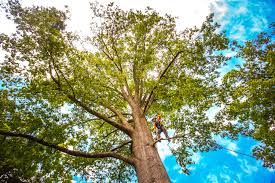 Best Tree Maintenance Programs  in Farmersville, CA