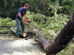 Best Tree Preservation Services  in Farmersville, CA