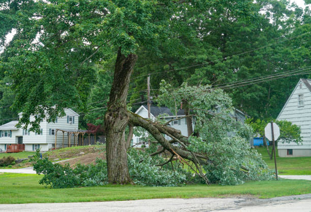 Best Tree Preservation Services  in Farmersville, CA