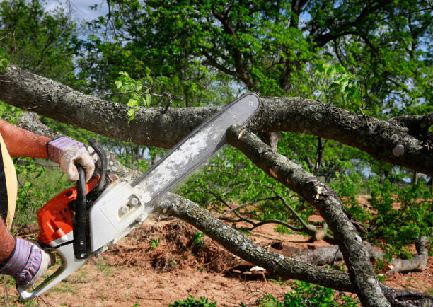 Why Choose Our Tree Removal Services in Farmersville, CA?